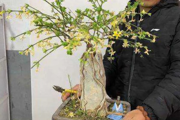 迎春花的修剪时间，一般在花期后进行修剪