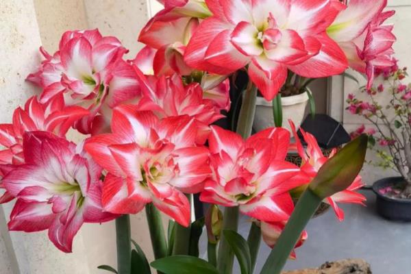 朱顶红开花的寓意是什么,寓意鸿运当头