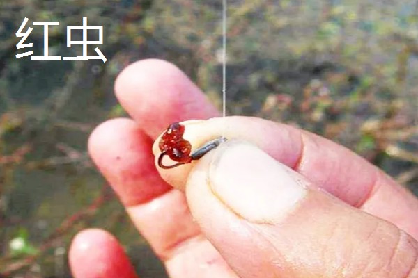 钓马口鱼用哪种饵料,红虫、蚯蚓、商品饵等类型均适合使用