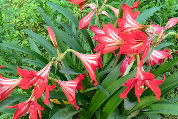 朱顶红开花的寓意是什么,寓意鸿运当头