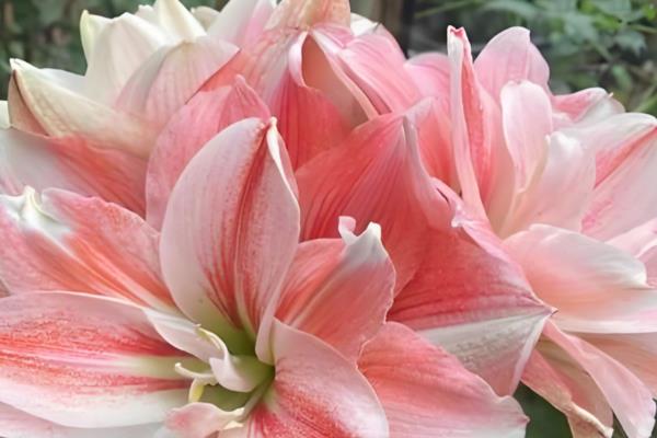 朱顶红开花的寓意是什么,寓意鸿运当头