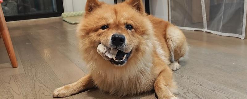 狗啃骨头有什么好处，可以帮助狗狗磨牙