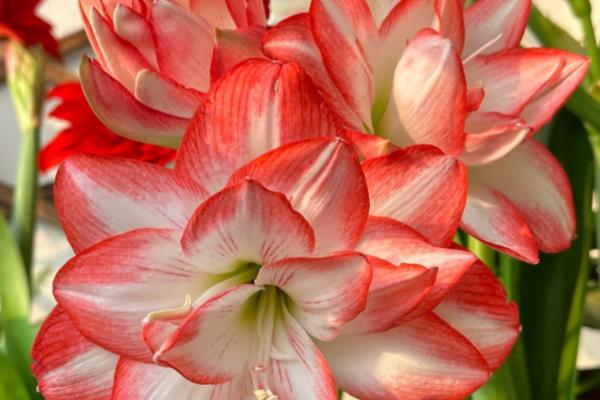 朱顶红开花的寓意是什么,寓意鸿运当头