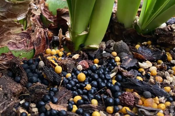 朱顶红开花的寓意是什么,寓意鸿运当头