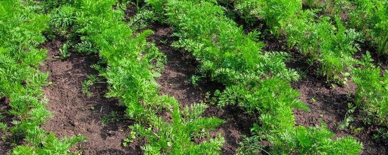 胡萝卜怎么育苗，播种前用温水浸种可加快发芽速度