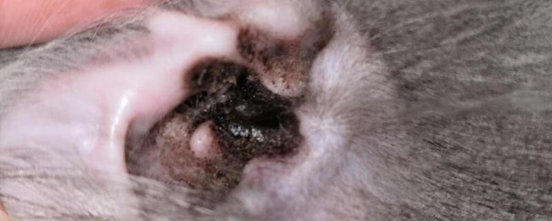 猫咪有耳螨怎么办，需及时滴入滴耳液