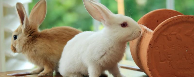 兔子老是打喷嚏的原因，可能是过敏所致