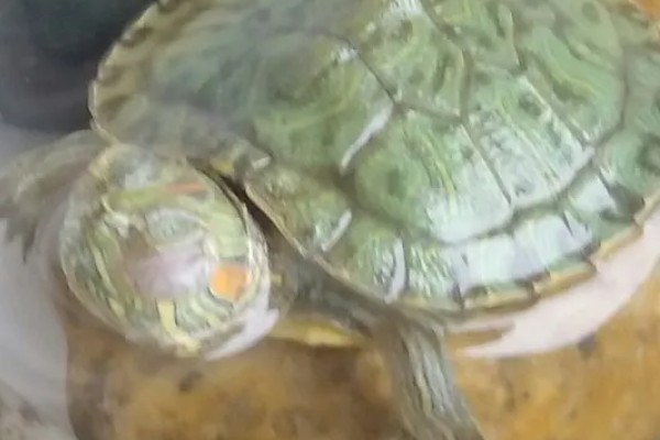 巴西龟白眼病的症状，表现为眼睛肿大，眼角膜糜烂等