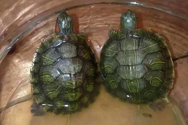 巴西龟白眼病的症状，表现为眼睛肿大，眼角膜糜烂等