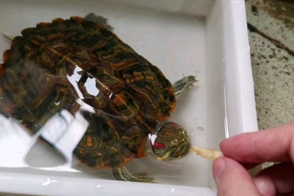 巴西龟白眼病的症状，表现为眼睛肿大，眼角膜糜烂等