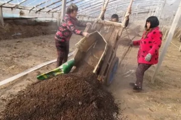 菜饼肥发酵多久才可以用,夏季需要发酵一个月