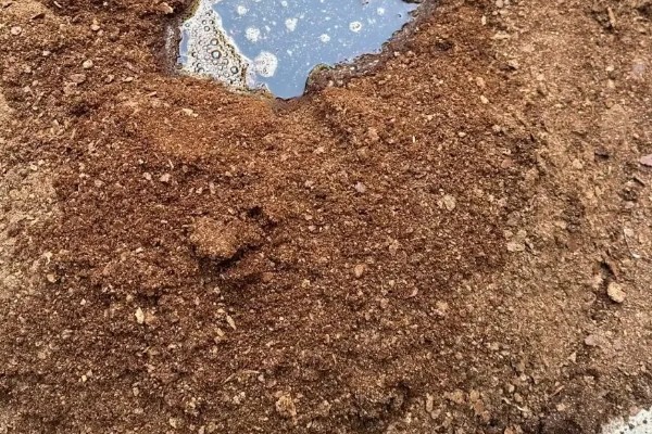 菜饼肥发酵多久才可以用,夏季需要发酵一个月