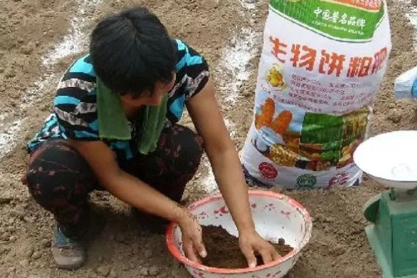 菜饼肥发酵多久才可以用,夏季需要发酵一个月