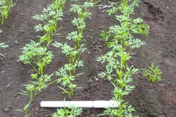 胡萝卜怎么育苗，播种前用温水浸种可加快发芽速度