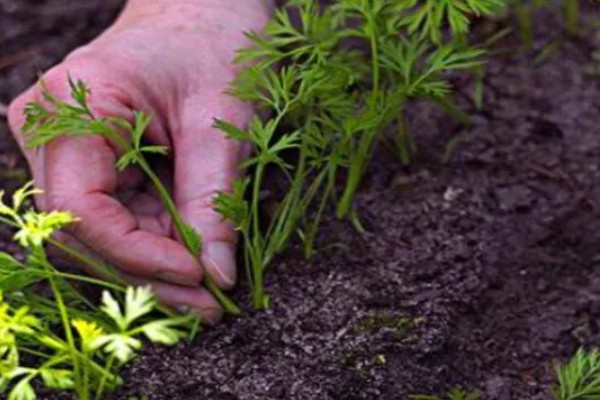 胡萝卜怎么育苗，播种前用温水浸种可加快发芽速度