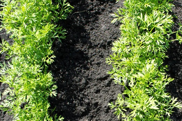 胡萝卜怎么育苗，播种前用温水浸种可加快发芽速度