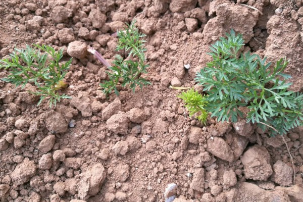 胡萝卜怎么育苗，播种前用温水浸种可加快发芽速度