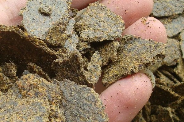 菜饼肥发酵多久才可以用,夏季需要发酵一个月