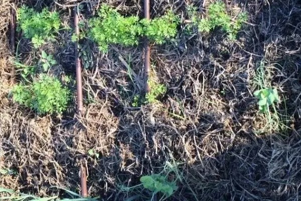 胡萝卜怎么育苗，播种前用温水浸种可加快发芽速度