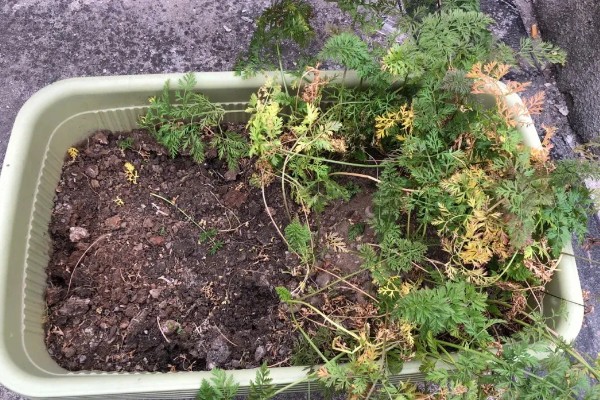 胡萝卜怎么育苗，播种前用温水浸种可加快发芽速度