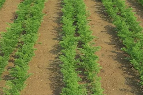 胡萝卜怎么育苗，播种前用温水浸种可加快发芽速度