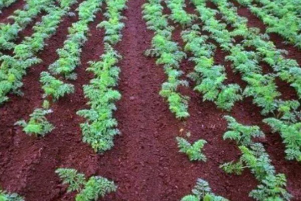 胡萝卜怎么育苗，播种前用温水浸种可加快发芽速度