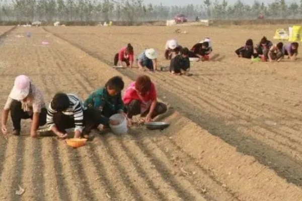 胡萝卜怎么育苗，播种前用温水浸种可加快发芽速度