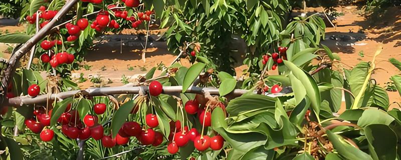 车厘子的种植环境要求，适宜生长在砂性土壤中