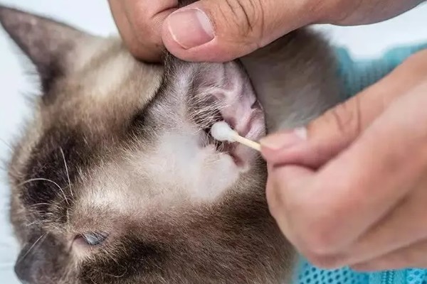 猫咪有耳螨怎么办，需及时滴入滴耳液