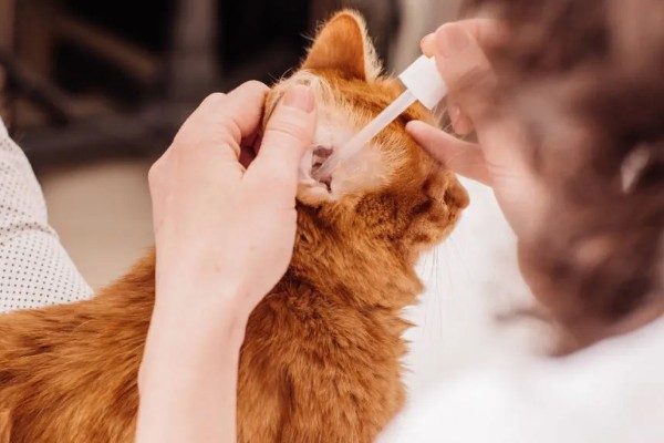 猫咪有耳螨怎么办，需及时滴入滴耳液