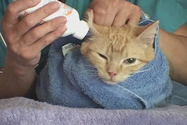 猫咪有耳螨怎么办，需及时滴入滴耳液