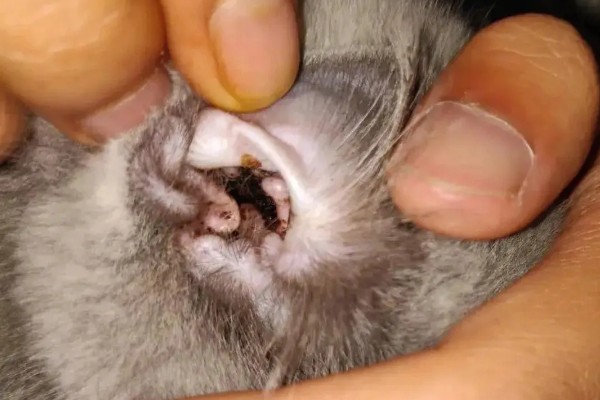 猫咪有耳螨怎么办，需及时滴入滴耳液