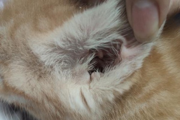 猫咪有耳螨怎么办，需及时滴入滴耳液