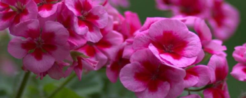 天竺葵的授粉方法，要小心不要戳坏花蕊