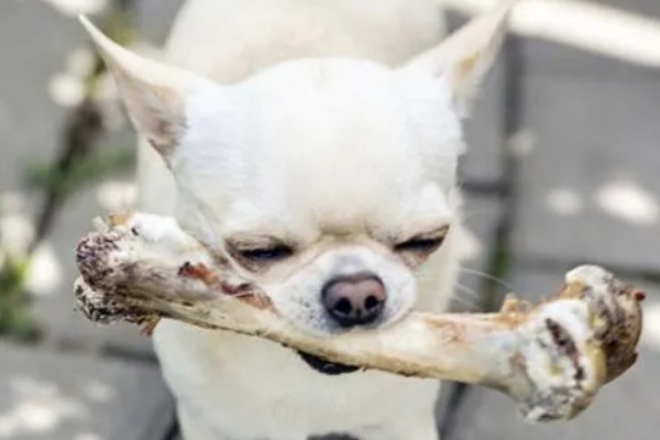 狗啃骨头有什么好处，可以帮助狗狗磨牙