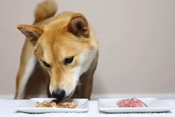 狗啃骨头有什么好处，可以帮助狗狗磨牙