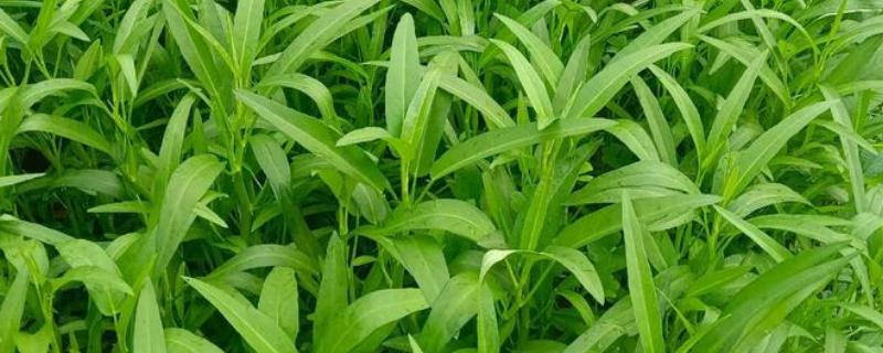 八月适合种植哪些蔬菜，适合种萝卜、菠菜等