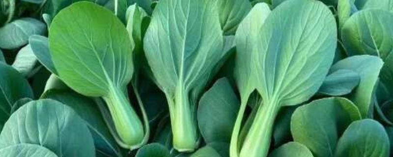 上海青如何种植，通常为撒播或者条播