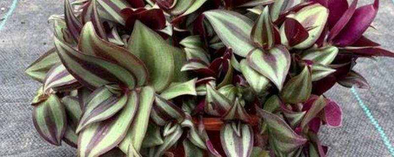 怎么养吊竹梅，将其放在采光较好的地方养护