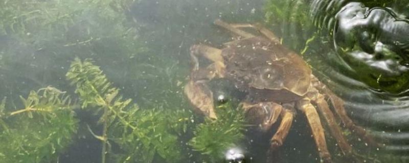 河蟹怎么养能多活几天，需要给它做好保湿工作