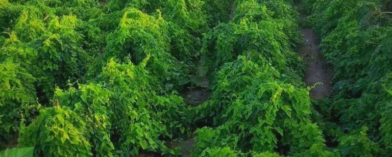 山药的种植技术,每亩地施加3-5m3的腐熟有机肥