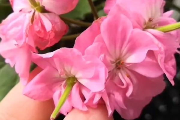 天竺葵的授粉方法，要小心不要戳坏花蕊