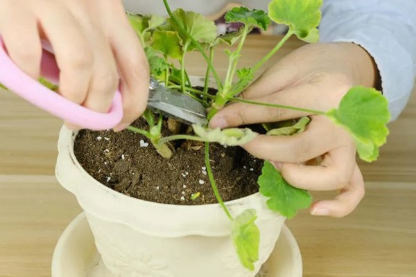 天竺葵的授粉方法，要小心不要戳坏花蕊