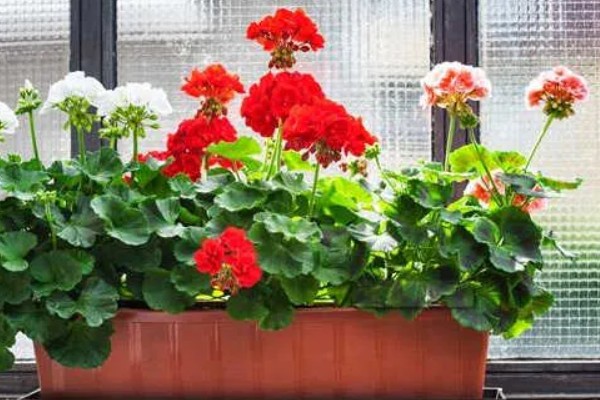 天竺葵的授粉方法，要小心不要戳坏花蕊