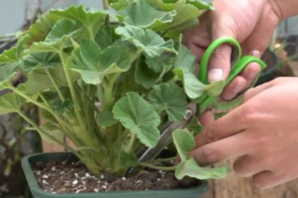 天竺葵的授粉方法，要小心不要戳坏花蕊