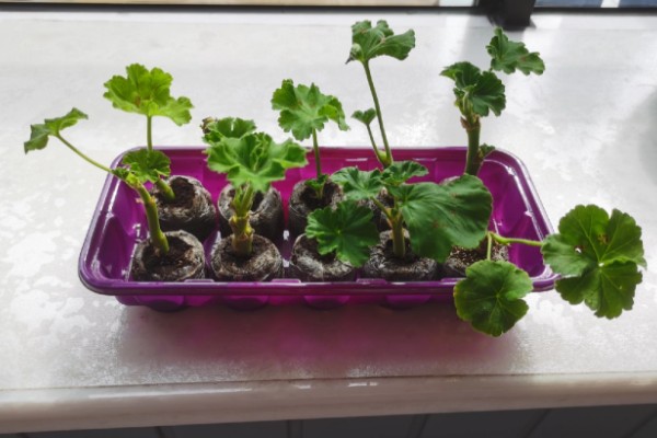 天竺葵的授粉方法，要小心不要戳坏花蕊