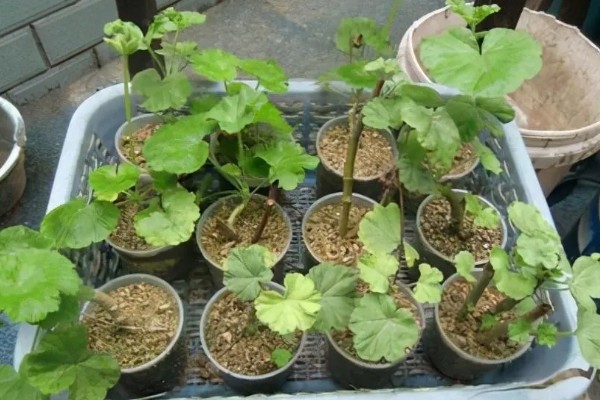 天竺葵的授粉方法，要小心不要戳坏花蕊