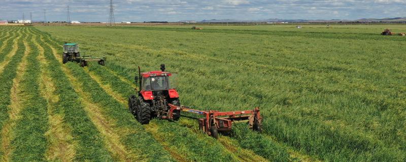 牧草种子的播种期，春夏秋季均可播种