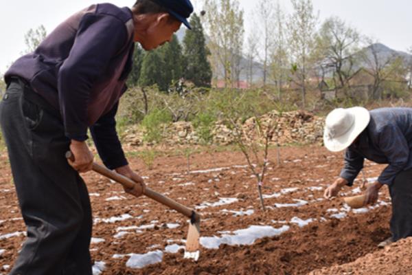 花生带壳怎么种，播种在4月中上旬为宜
