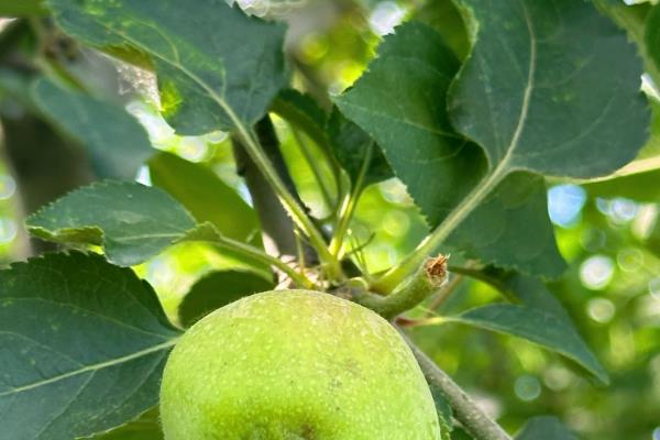 什么树不可以打石硫合剂，梅花、桃树、梨树等都不能用